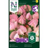 Tuoksuherne, 'Royal Rose'