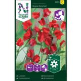 Tuoksuherne, 'Royal Scarlet'