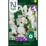 Tuoksuherne, 'Royal White'