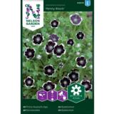 Sinisievikki, 'Penny Black'