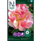 Kaliforniantuliunikko, 'Rosa Romantica'