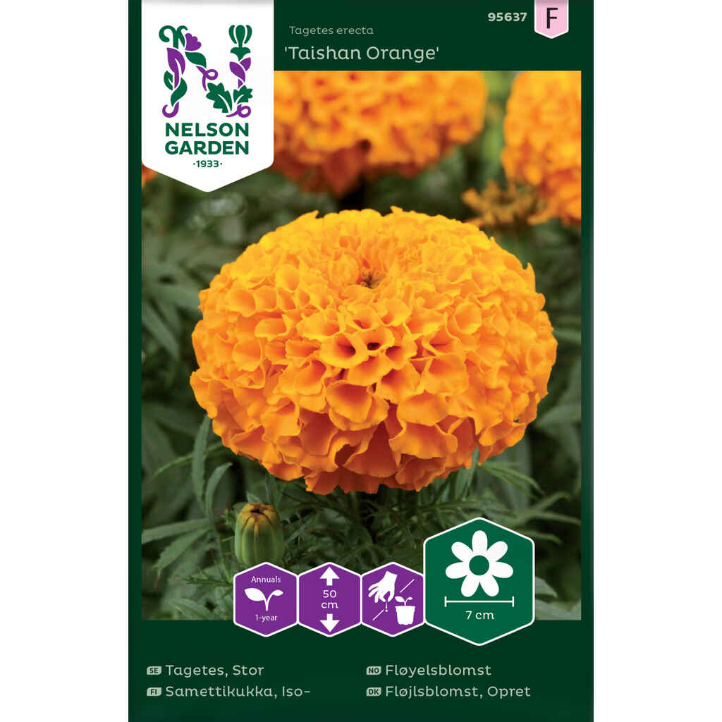 Isosamettikukka Taishan Orange
