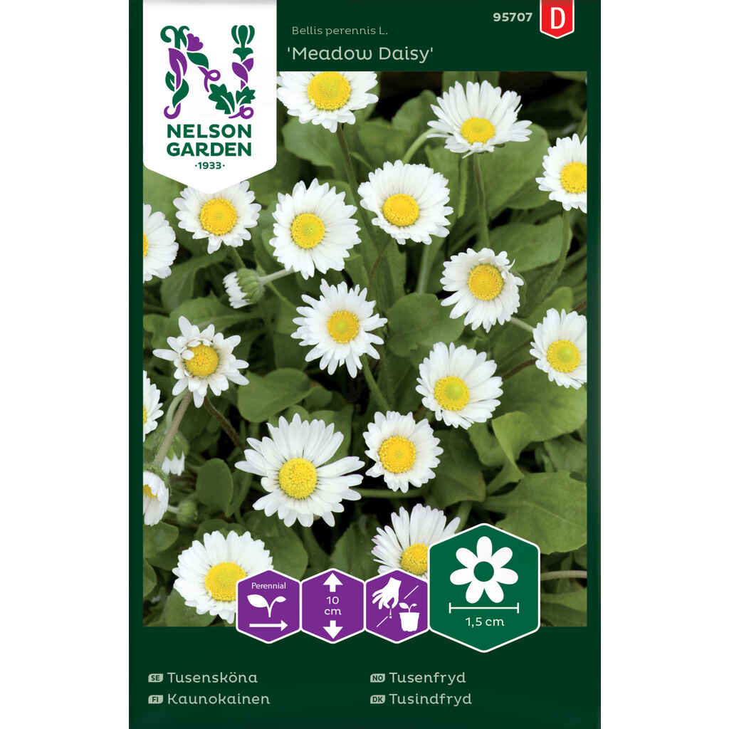 Kaunokainen Meadow Daisy