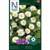 Kaunokainen, 'Meadow Daisy'