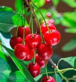 Kirsikkapuu Shedraja