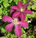 Loistokärhö Niobe, astiakoko 2L