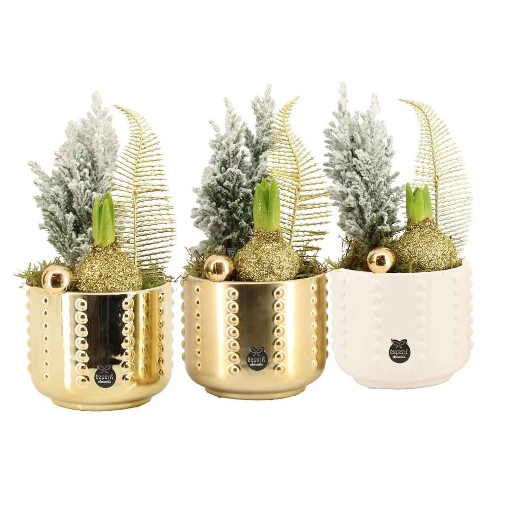 Amaryllis keramiikassa