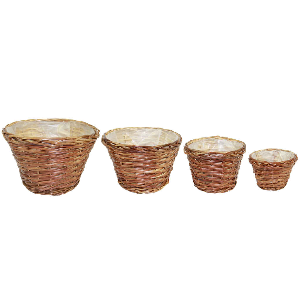 Pajukori ruskea