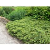 Kääpiökataja Repanda, myyntileveys 30-40 cm, astiakoko 5L