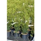 Pikkupilarikataja Sentinel, myyntikorkeus 80-100 cm