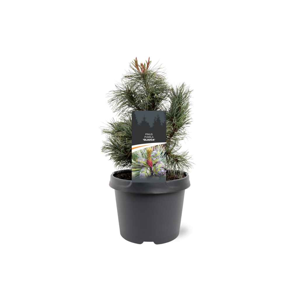 Pensassembra 'Glauca' astiataimi