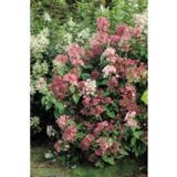 Syyshortensia Early Sensation, astiakoko 3L
