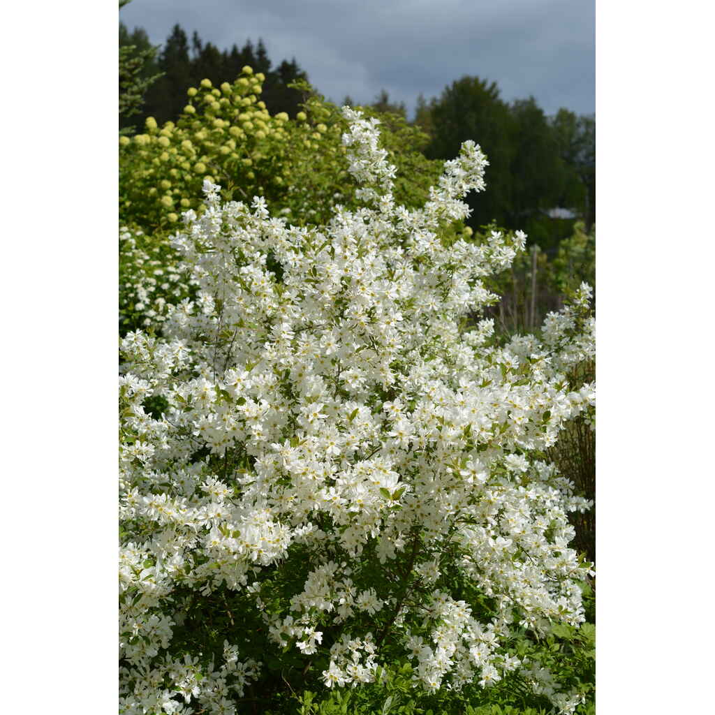 Helmipensas Lotus Moon™