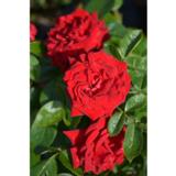 Ruusu Ingrid Bergman, astiakoko 3,5L