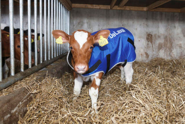Vasikkaliivi pieni, 20-35 kg DeLaval