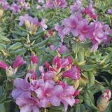 Alppiruusu Venla FinE, astiakoko 2L