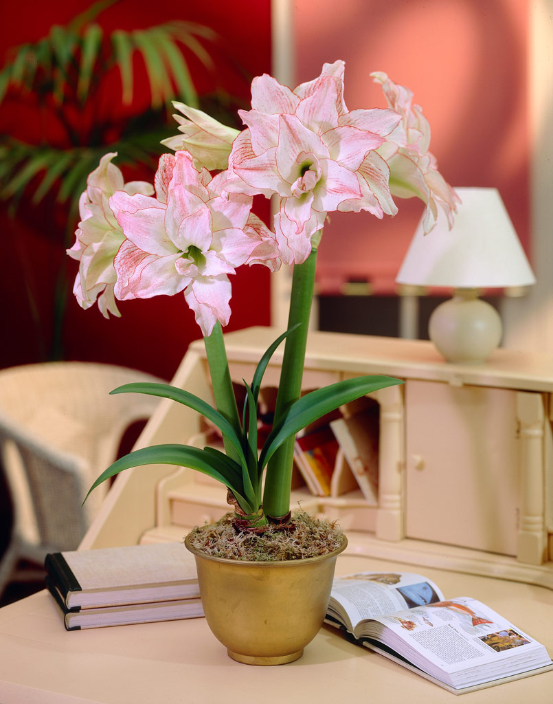 Amaryllis Aphrodite
