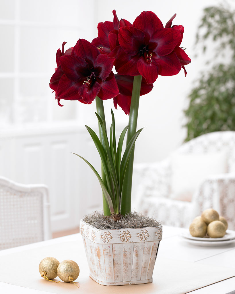 Amaryllis Black Pearl