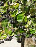 Marja-aronia Viking rungollinen