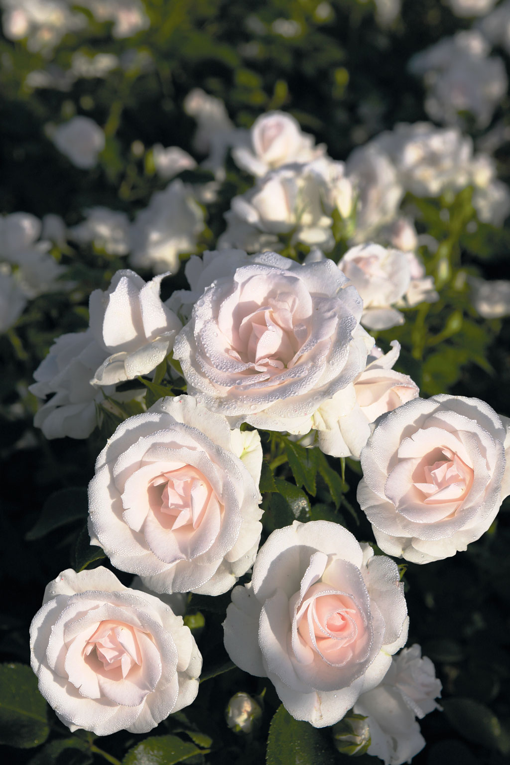 Ruusu Aspirin Rose Tantop Royal