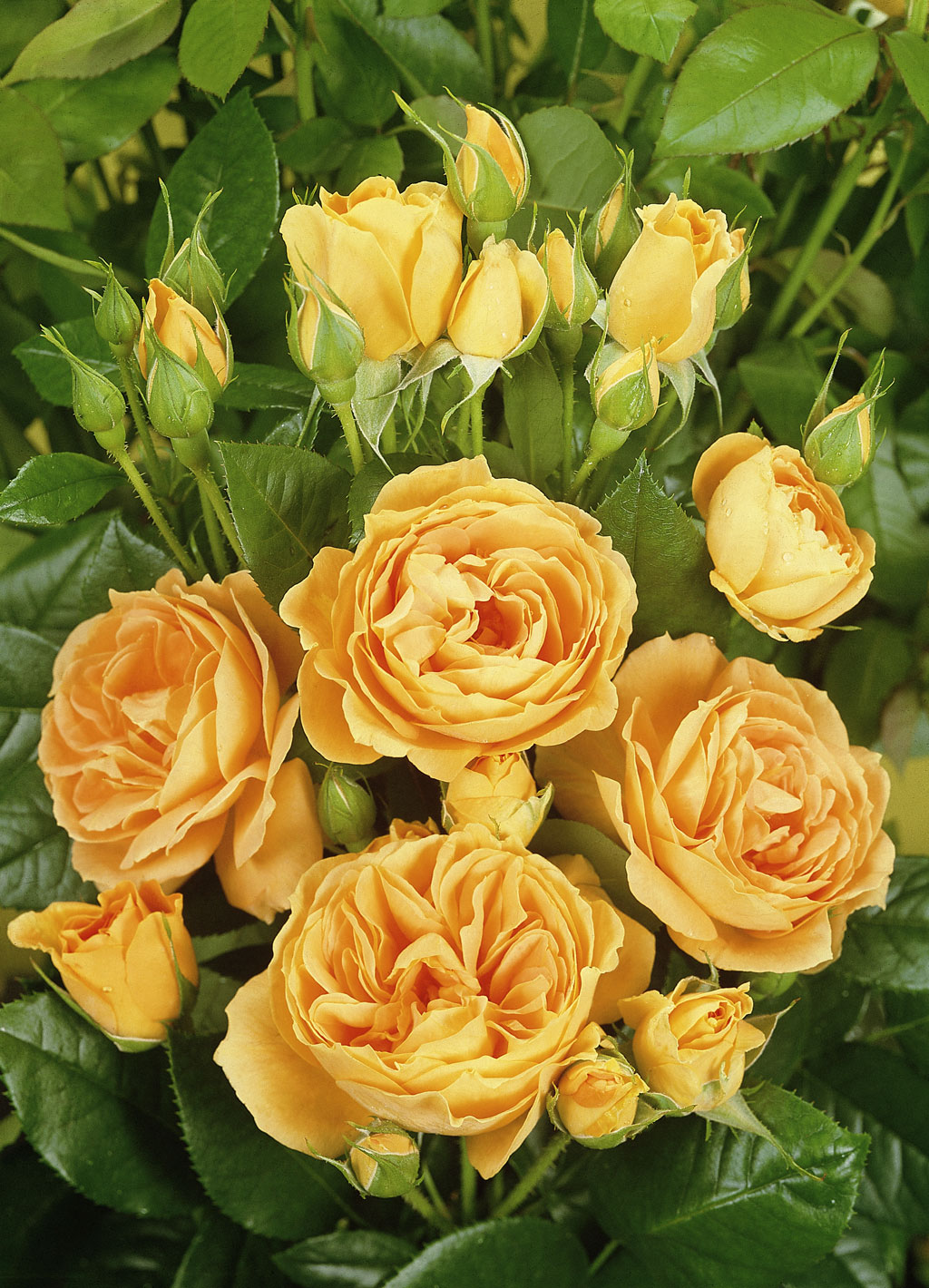 Ruusu Bernstein Rose Tantop Royal