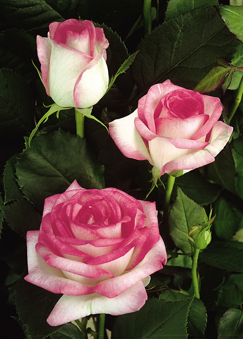 Ruusu Biedermeier Garden Tantop Royal