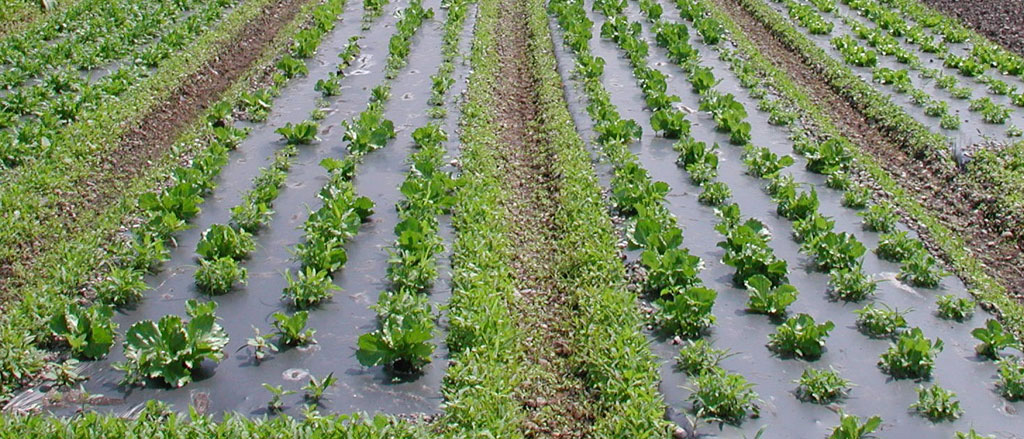 Maankatekalvo BioAgri
