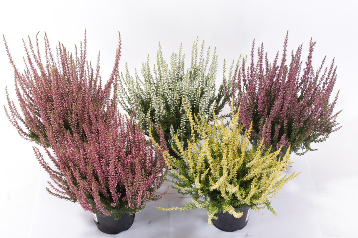 Calluna Garden Girls Mix