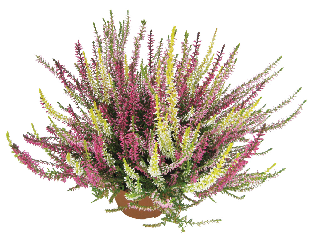 Calluna Trio kolmivärinen