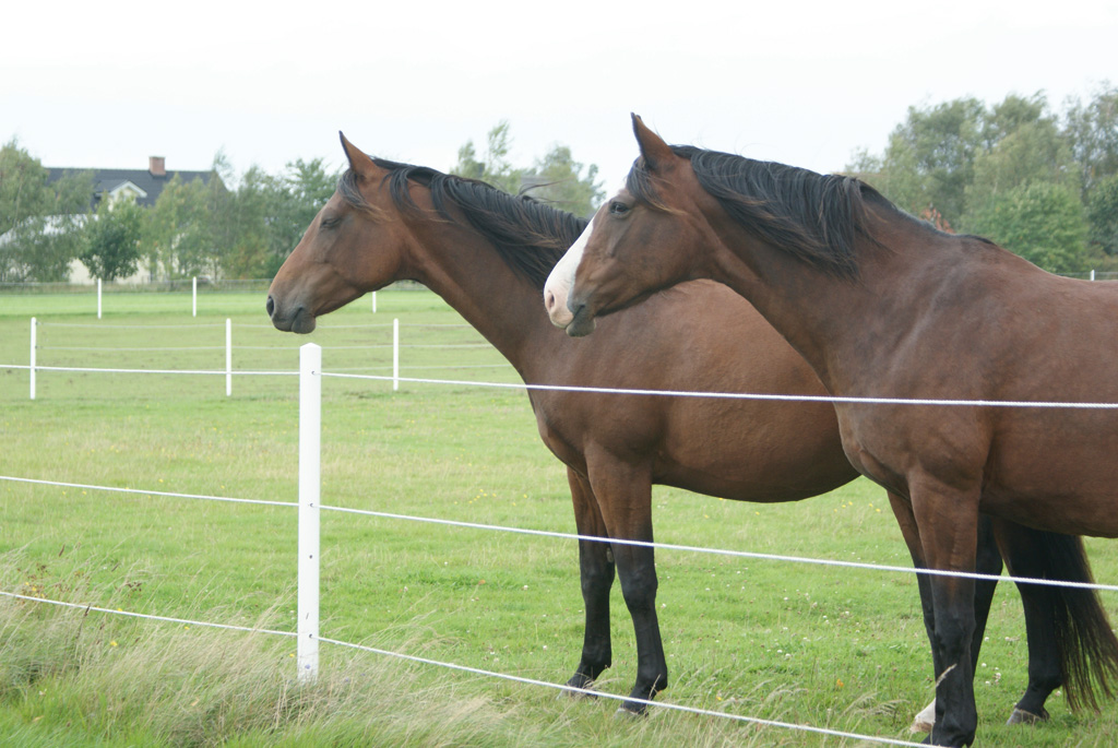 Aitatolppa valkoinen 2,0 m Equi-Safe