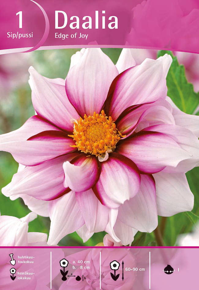 Daalia Edge of Joy, 1 kpl