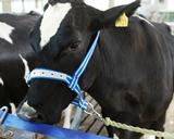 Nylonpäitset vasikalle DeLaval