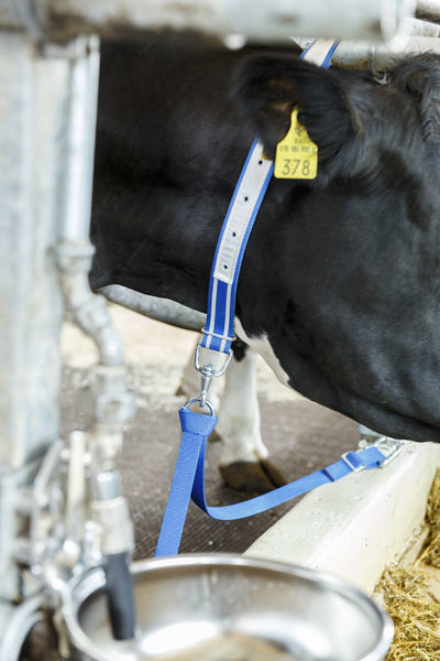 Polyesterkytkyt XL leikarilla DeLaval