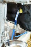 Polyesterkytkyt XL leikarilla DeLaval