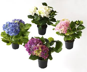 Hortensia 10,5 cm ruukussa