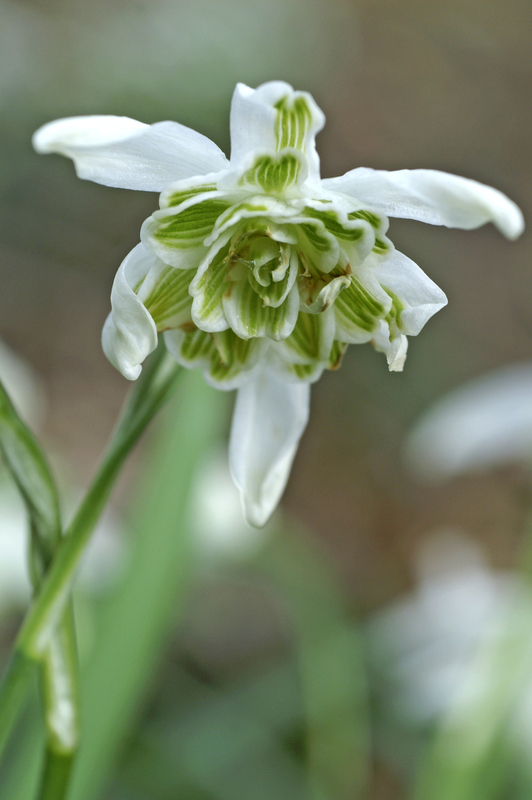 Lumikello Flore Pleno