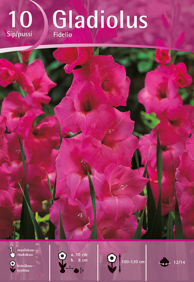 Gladiolus Fidelio, 10 kpl