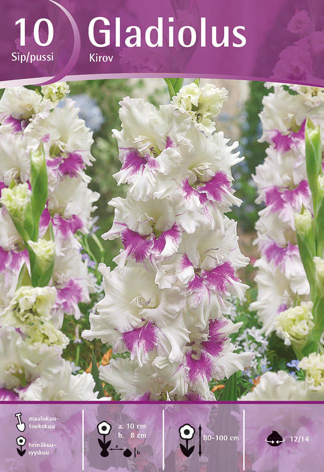 Gladiolus Kirov, 10 kpl