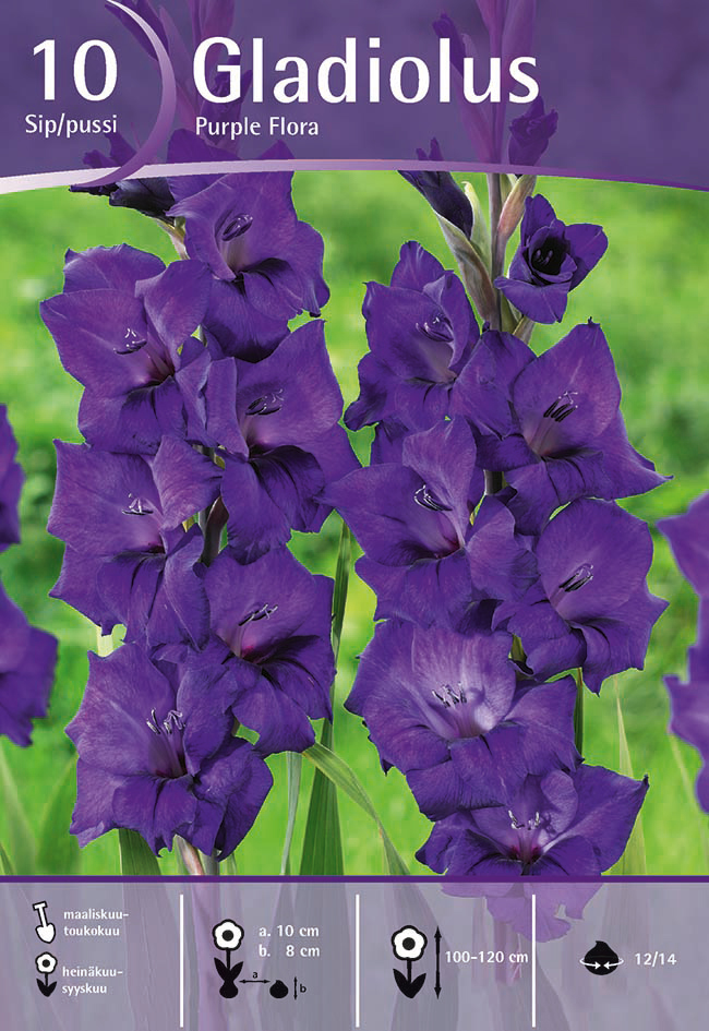 Gladiolus Purple Flora