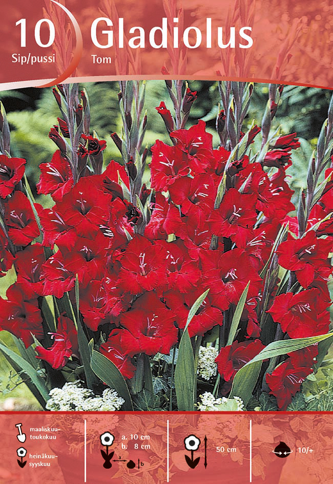 Gladiolus Tom, 10 kpl