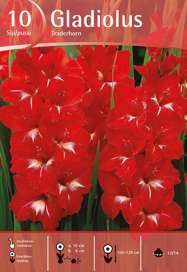Gladiolus, Traderhorn, 10 kpl