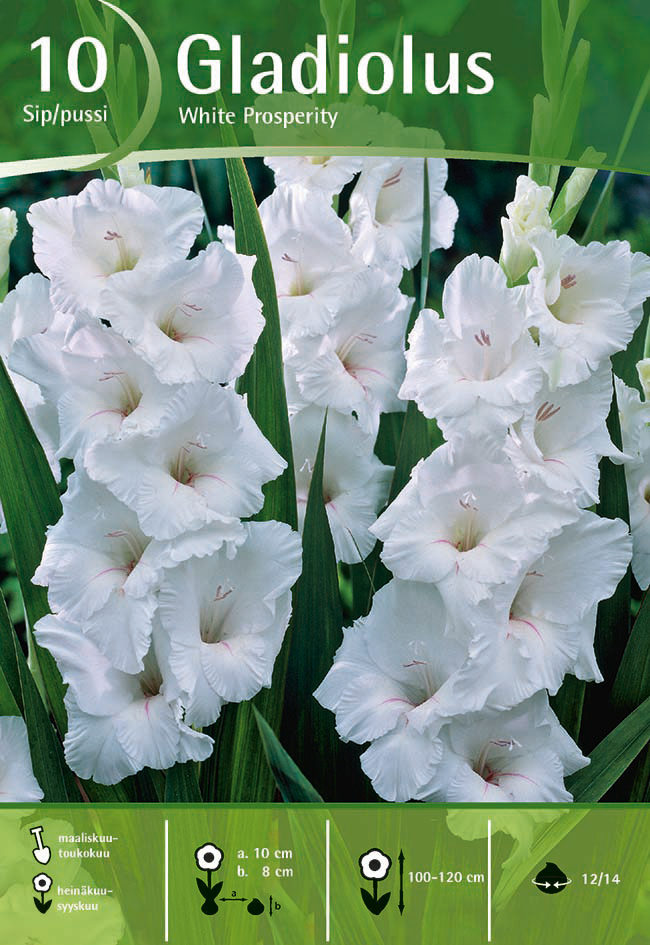 Gladiolus White Prosperity