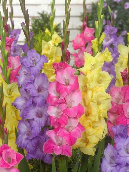 Gladiolus Milkal