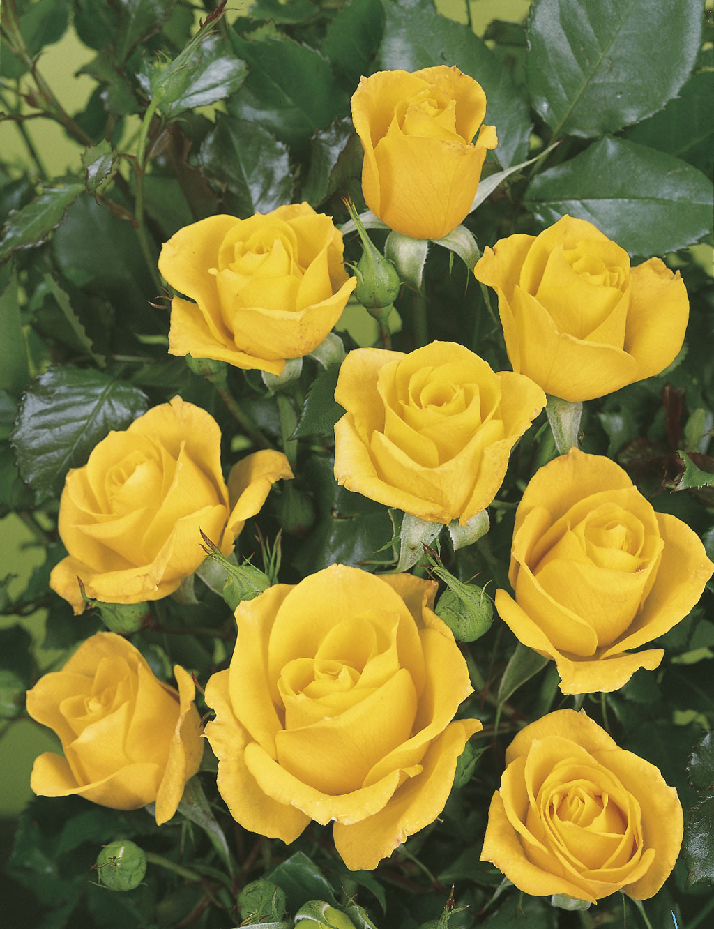 Ruusu Goldquelle Tantop Royal