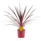 Verililjapuu Charly Boy Pink 17 cm ruukussa