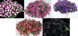 Erikoispetunia-amppeli 23 cm