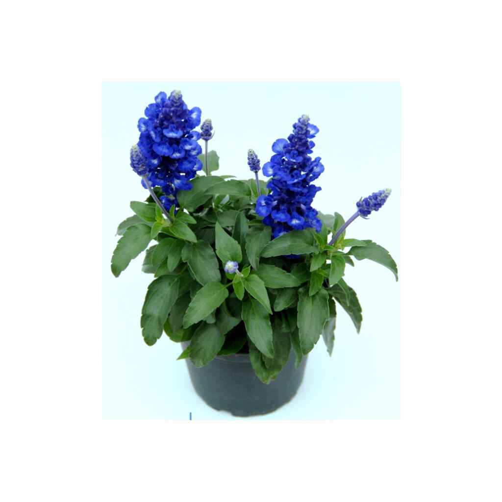 Härmesalvia