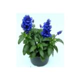 Härmesalvia 12 cm ruukussa