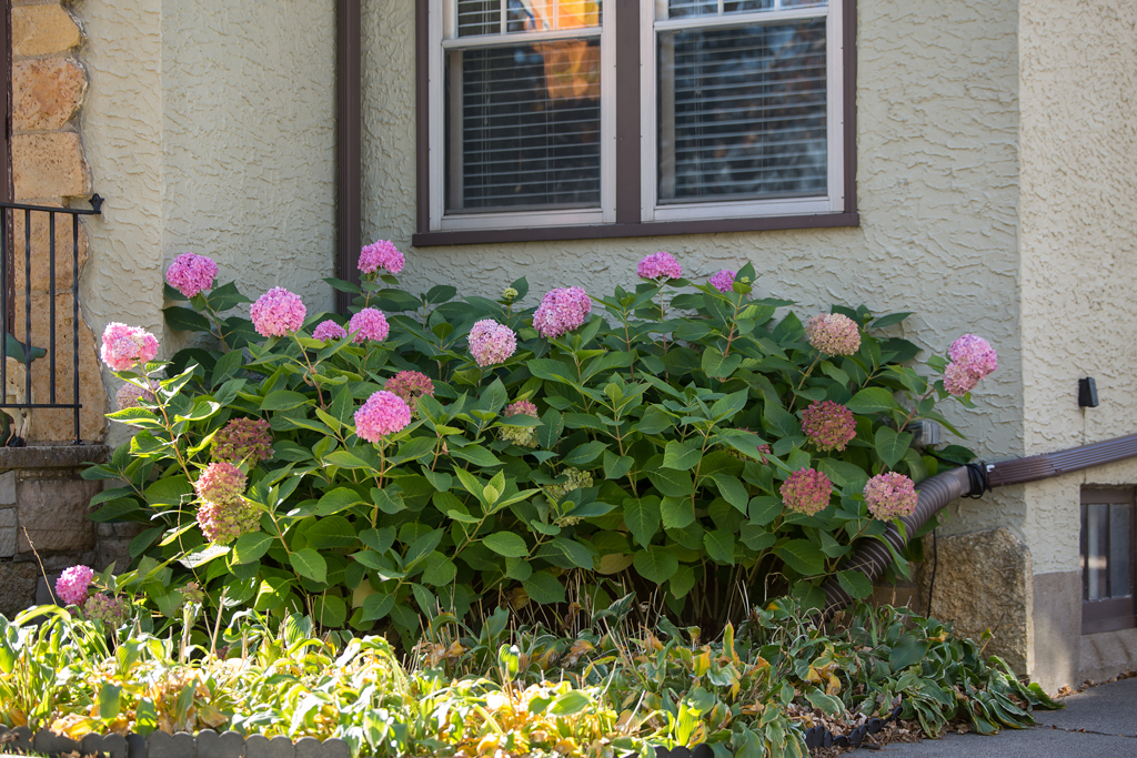 Jalohortensia Bailmer The Original®