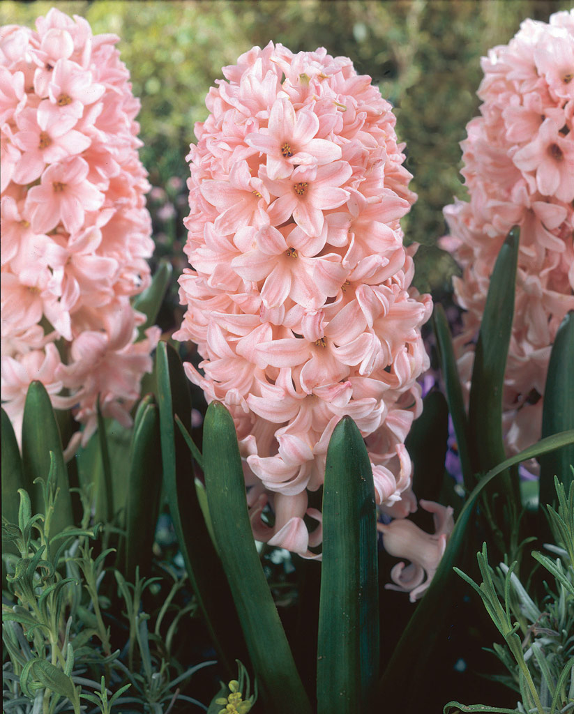 Hyasintti China Pink